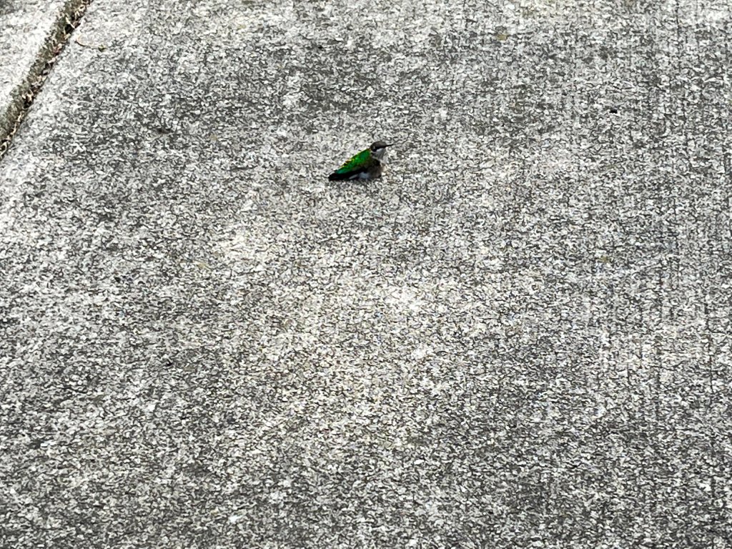 Tiny hummingbird on seeming acres of sidewalk.